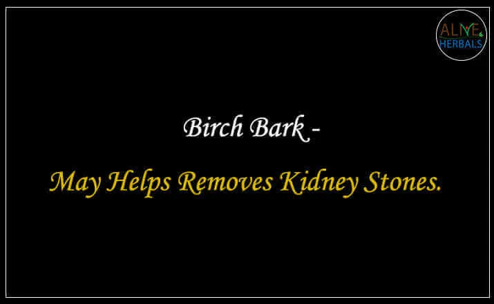 Birch Bark