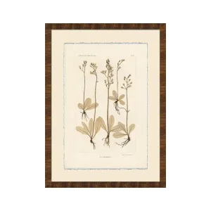 Hawksbeard Floral Study