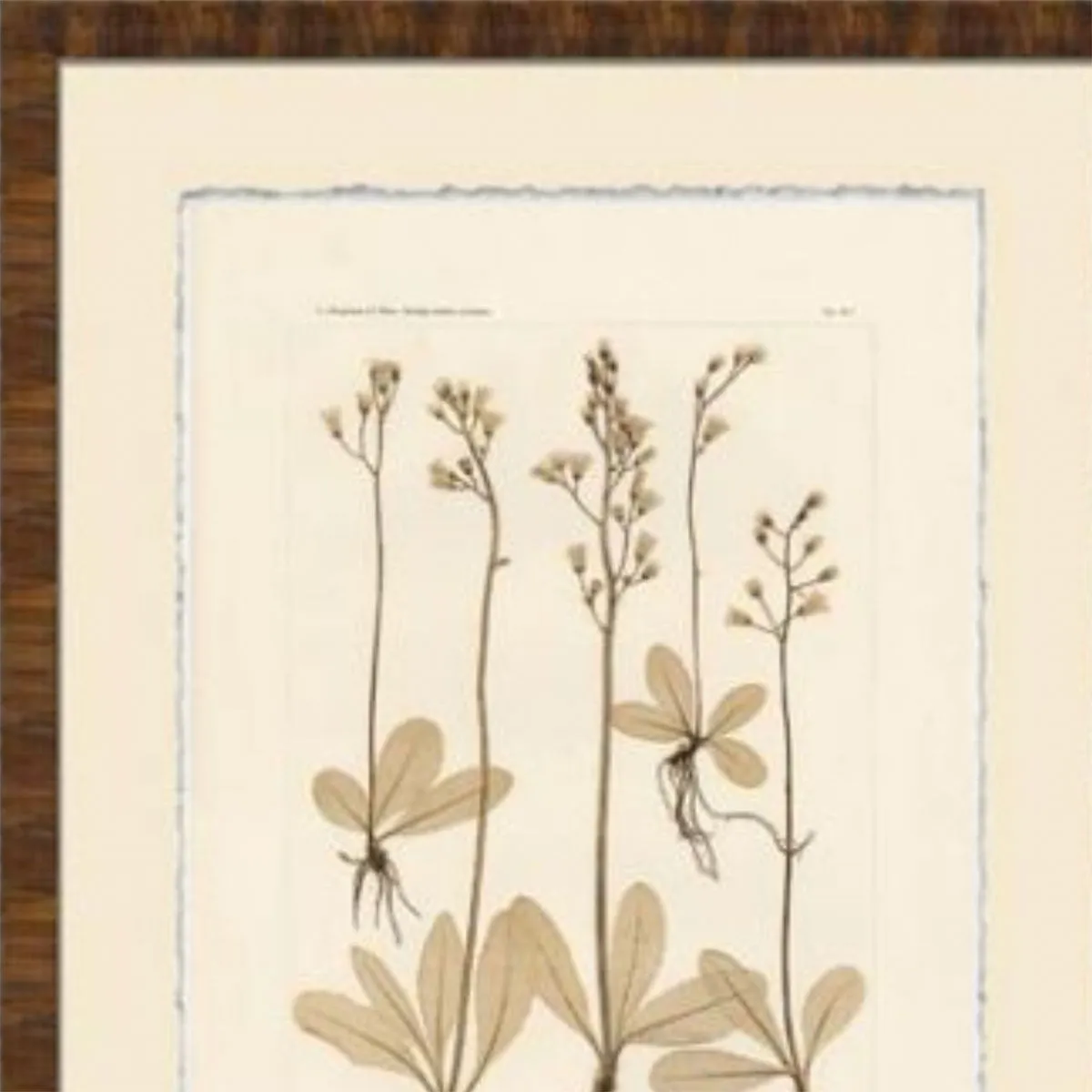 Hawksbeard Floral Study