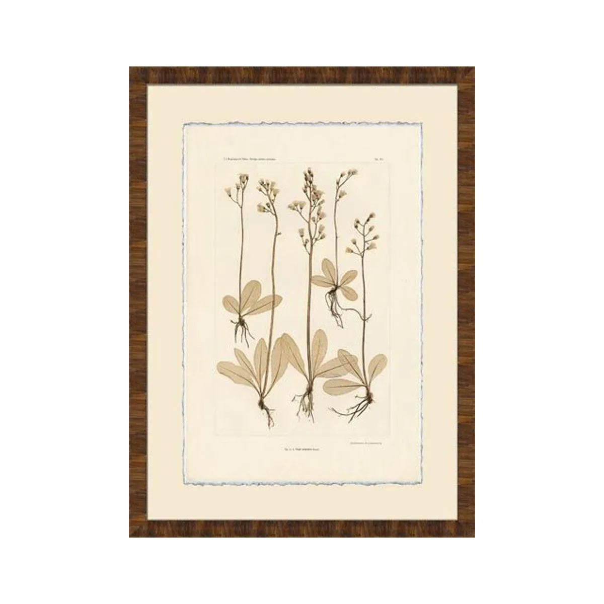 Hawksbeard Floral Study