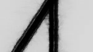 LOOM (alpaca)