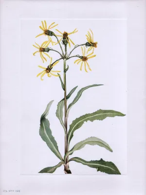 Mourning Groundsel (Senecio lugens Richardson)